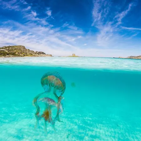 Villino Tavolara Casa vacanze San Teodoro (Sardinia)